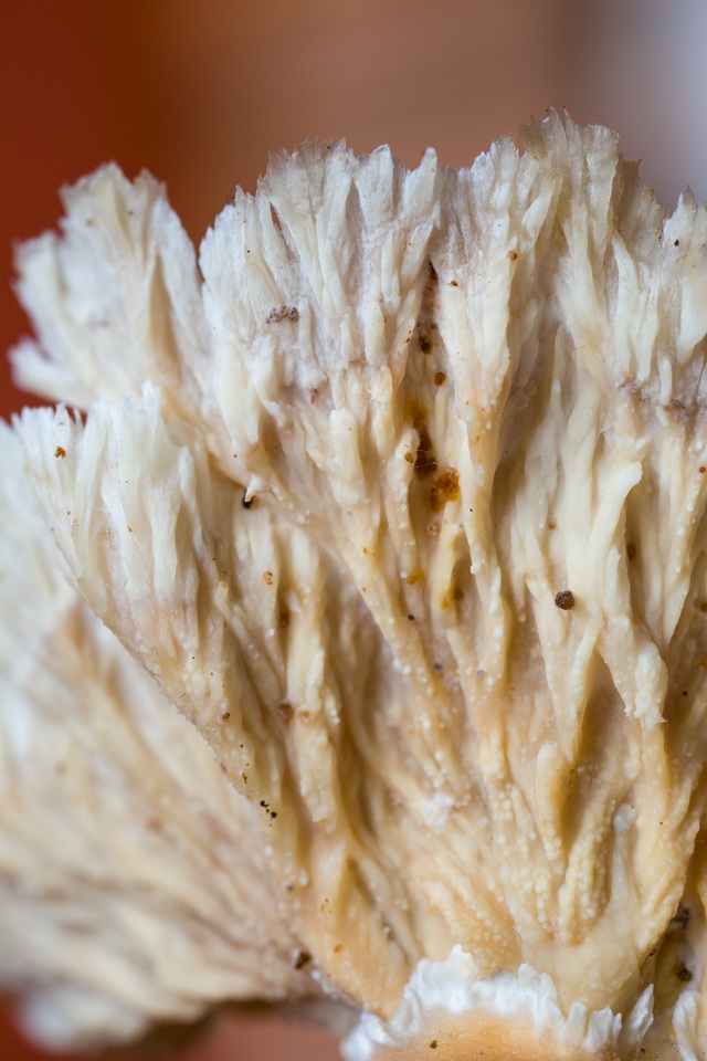 Cymatoderma dendriticum image