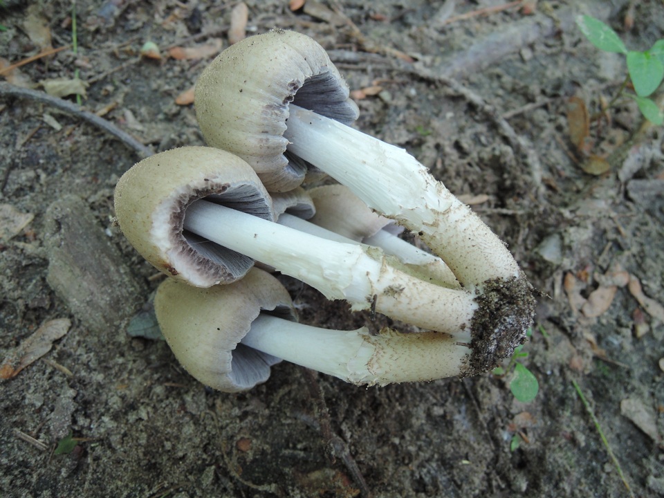 Coprinopsis acuminata image