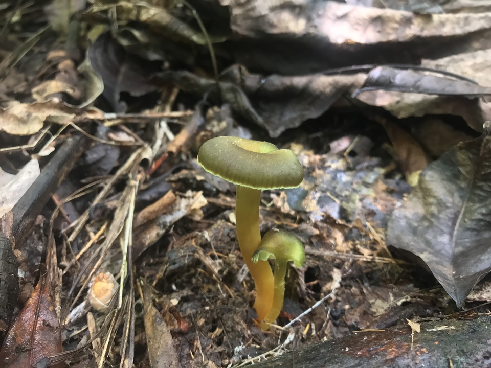 Hygrocybe prieta image