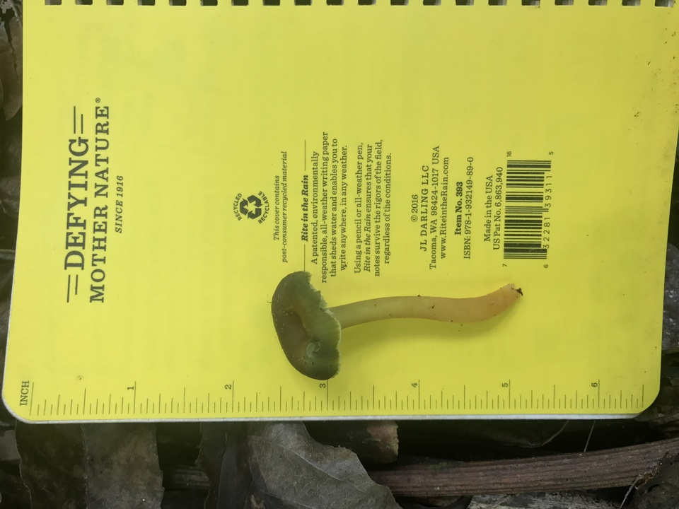 Hygrocybe prieta image