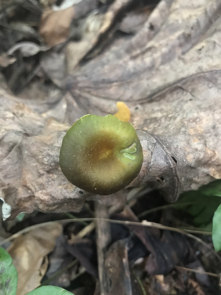 Hygrocybe prieta image