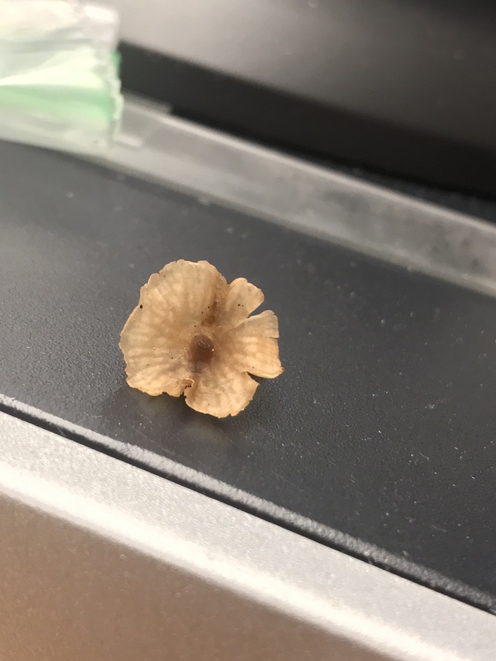 Gerronema viridilucens image