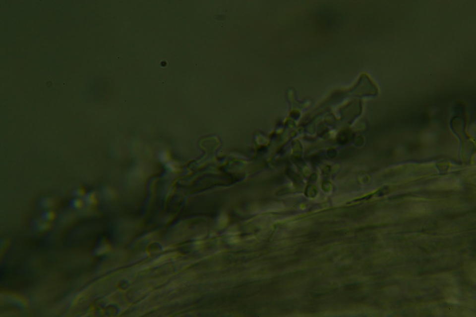 Calyptella gibbosa image