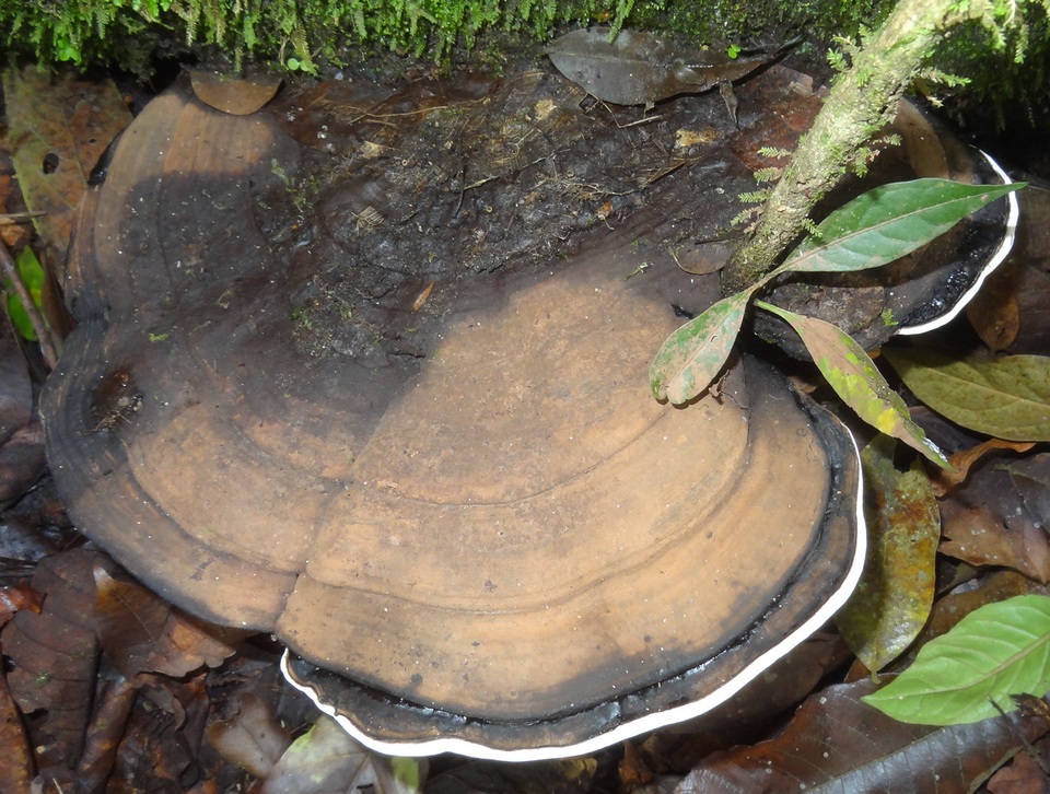 Ganoderma fornicatum image