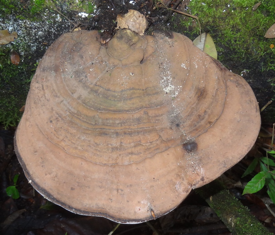 Ganoderma fornicatum image
