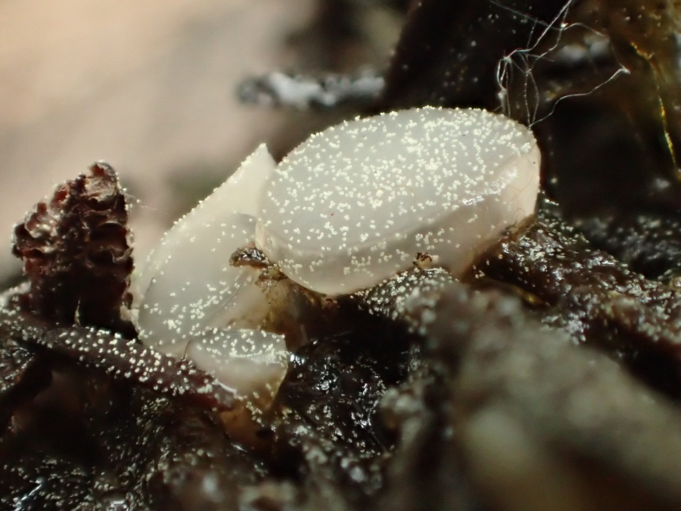 Pezoloma ciliifera image