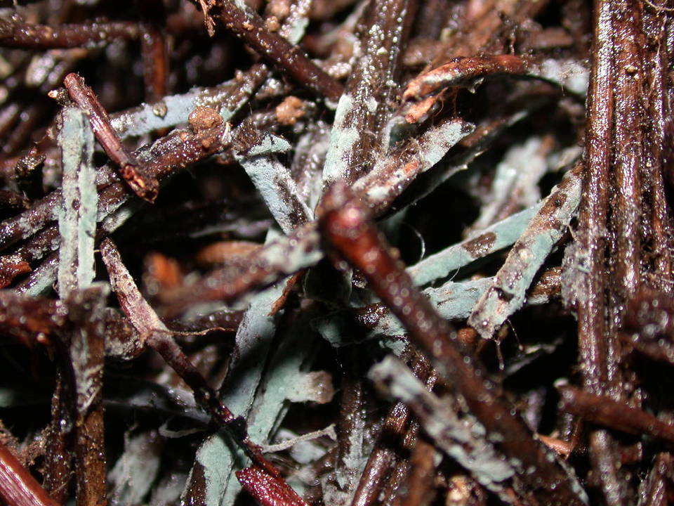 Byssocorticium californicum image