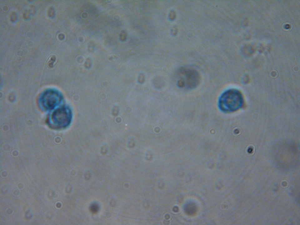 Crepidotus cesatii image