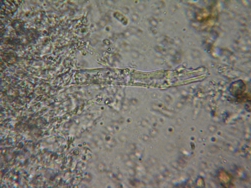 Hyphoderma setigerum image