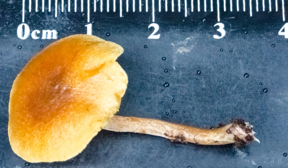 Gymnopilus ferruginosus image