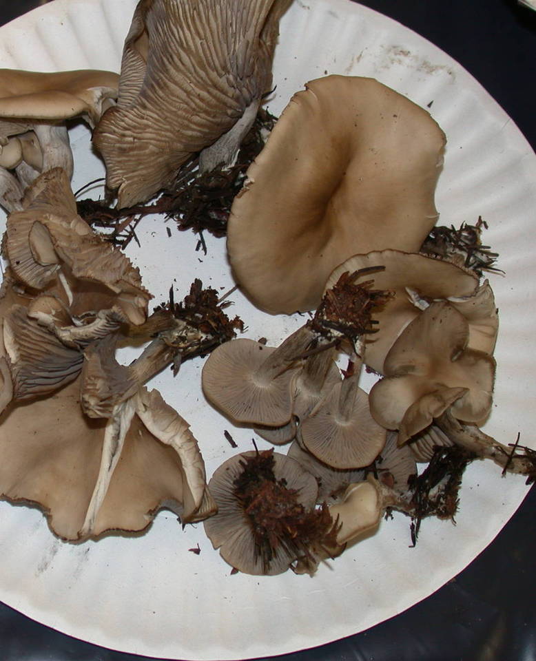 Clitocybe ditopa image