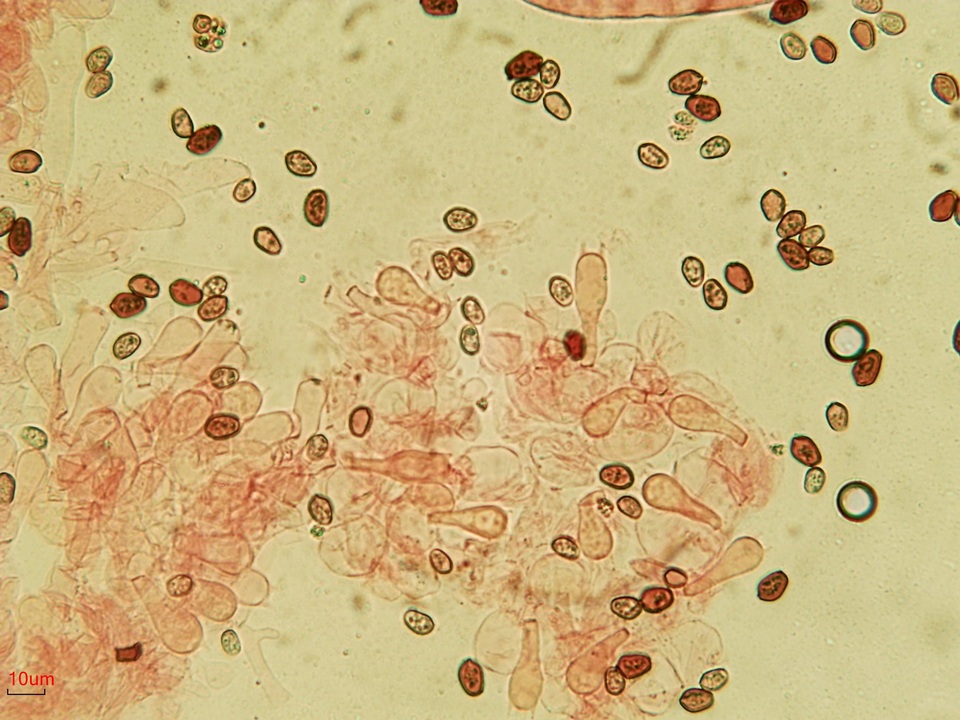 Coprinellus saccharinus image