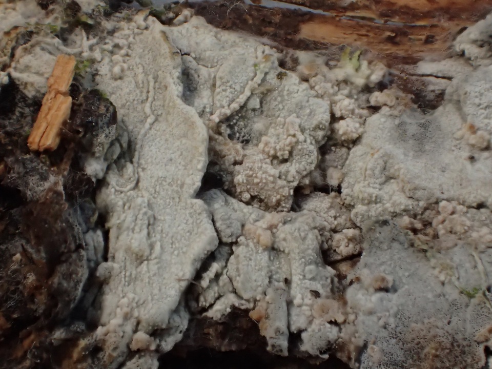 Hyphodontia floccosa image