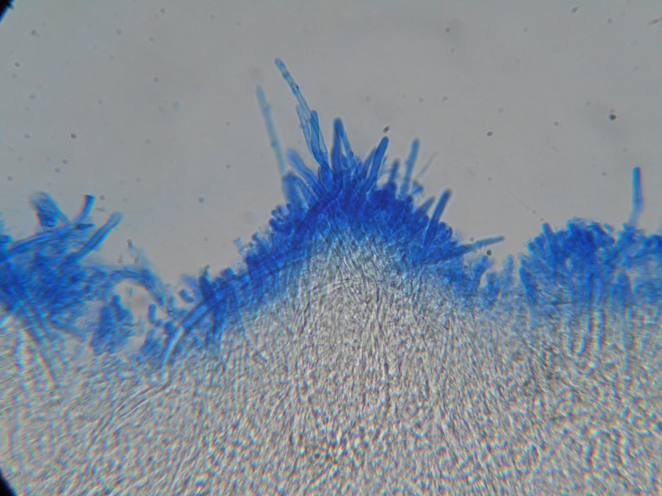 Hyphodontia floccosa image