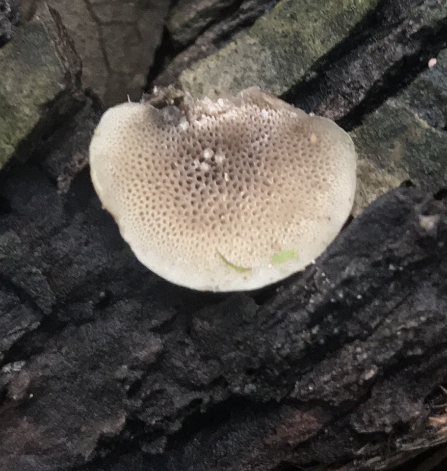 Resupinatus porosus image