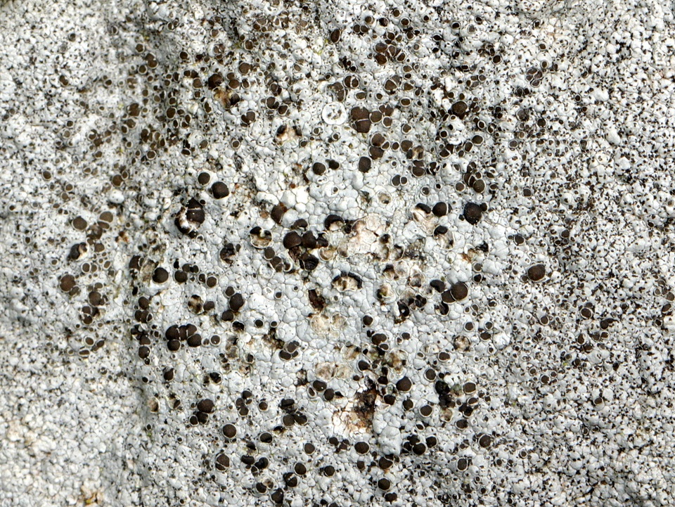 Rinodina destituta image