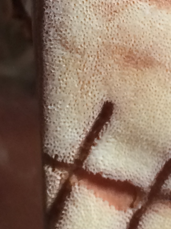 Piptoporus quercinus image