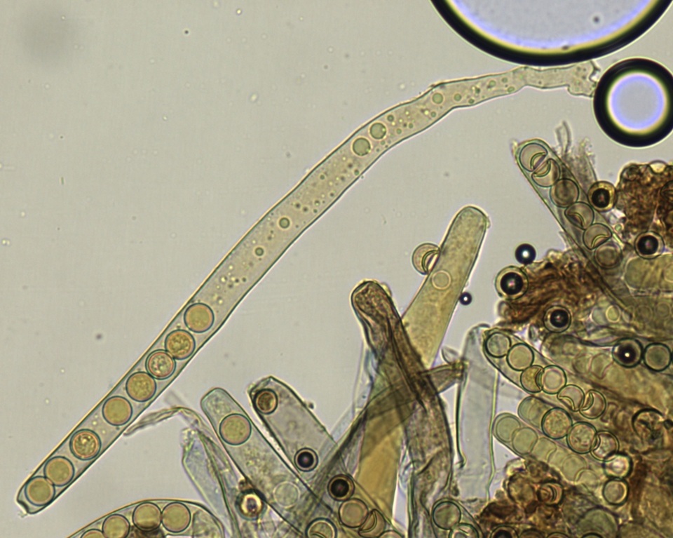 Plicaria endocarpoides image