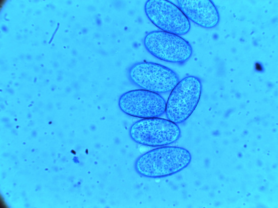 Scutellinia nigrohirtula image