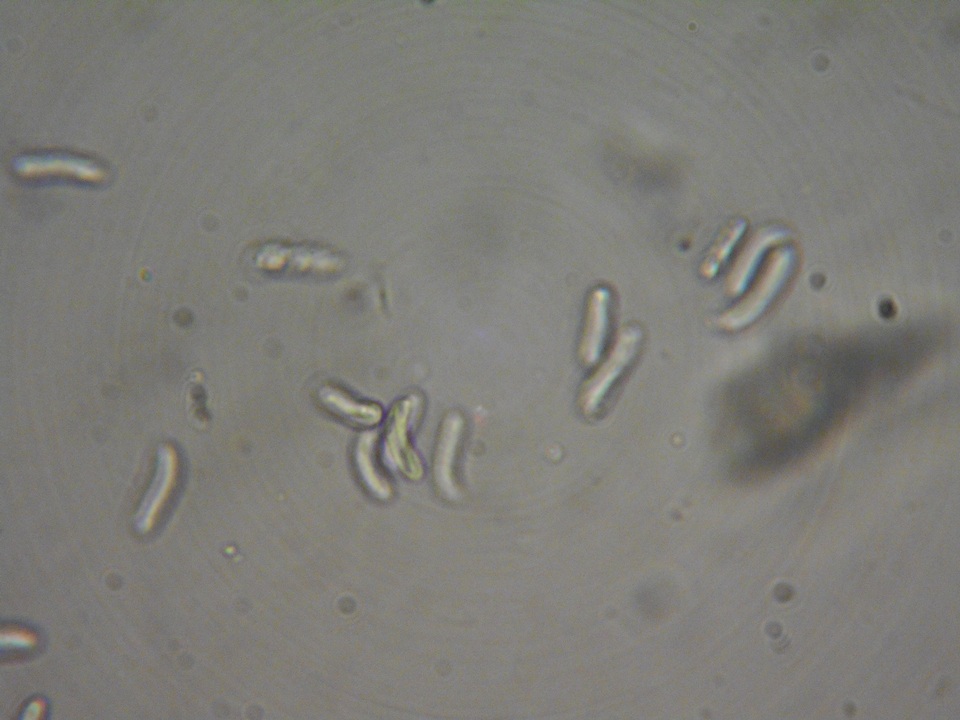Dacrymyces punctiformis image