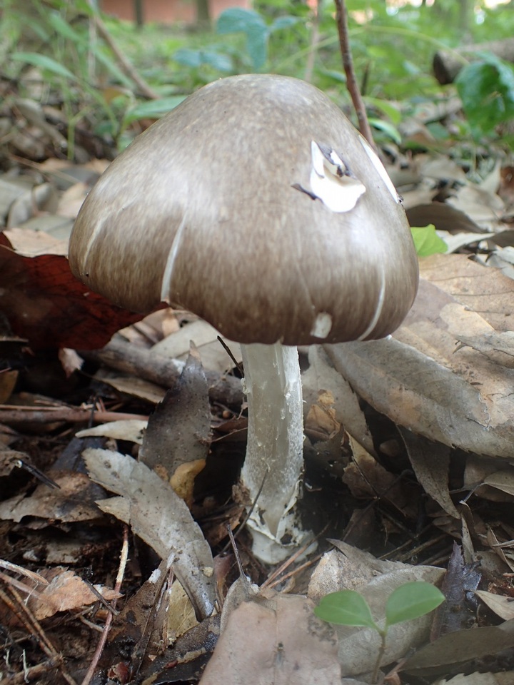 Amanita manginiana image