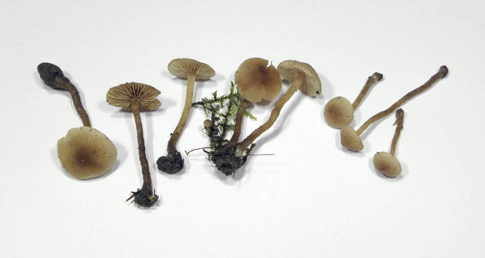 Naucoria paludosa image