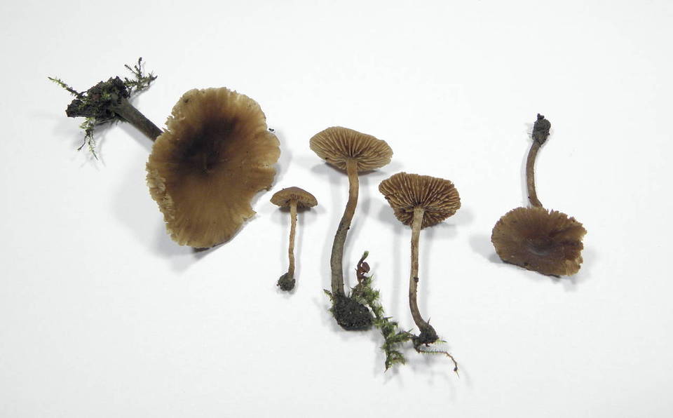 Naucoria paludosa image
