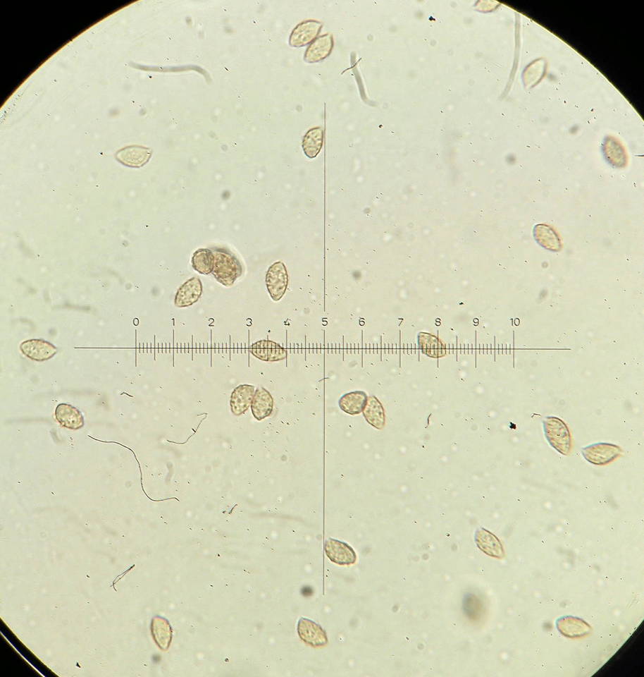 Naucoria paludosa image