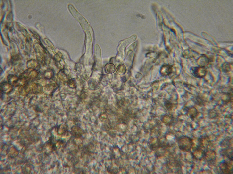 Crepidotus cesatii image