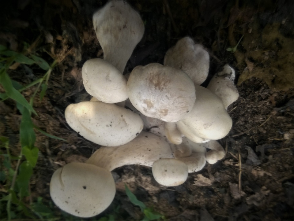Macrocybe crassa image