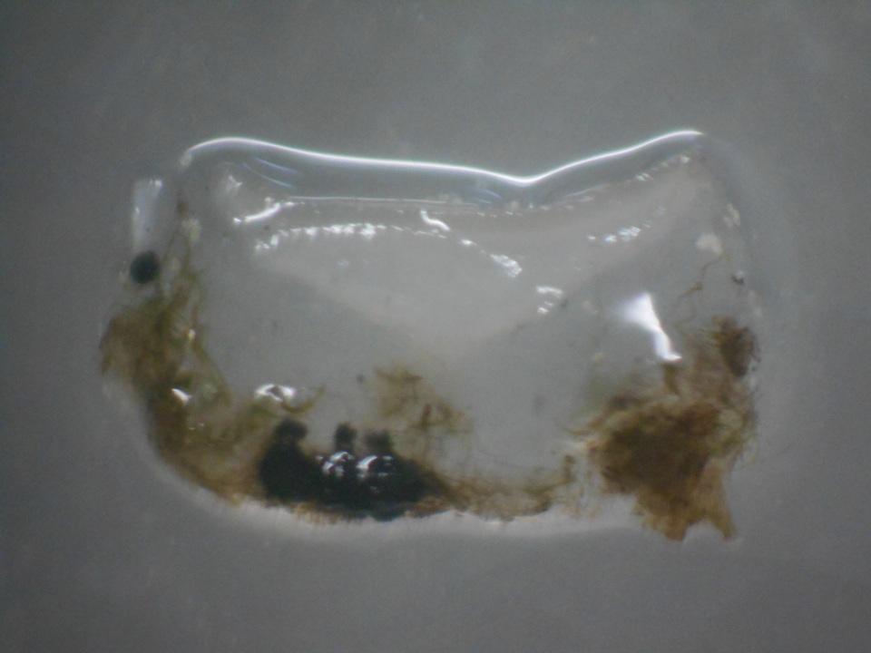 Pezoloma ciliifera image