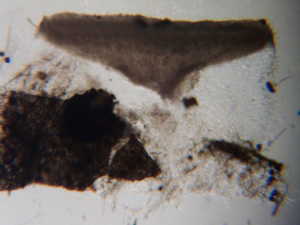 Pezoloma image
