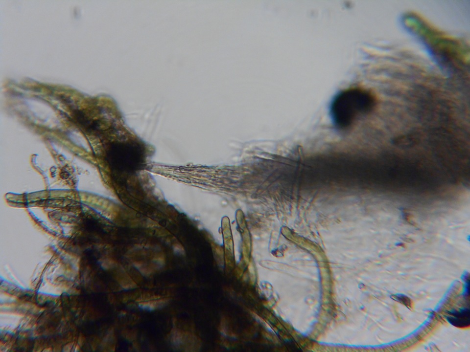 Pezoloma ciliifera image