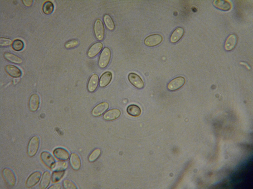 Pezoloma ciliifera image