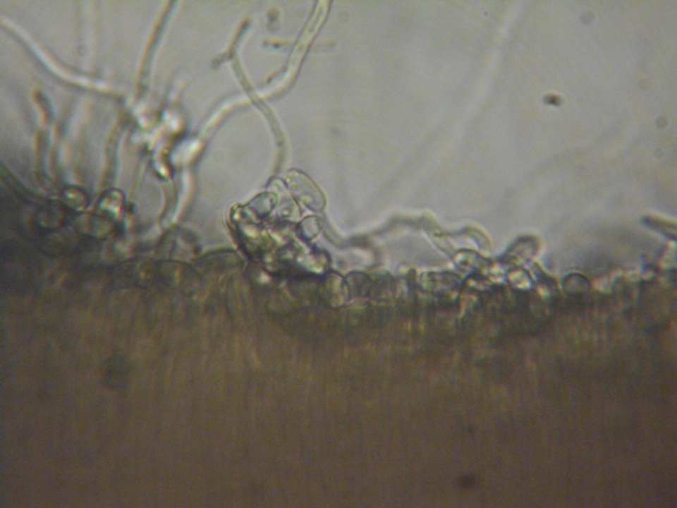 Pezoloma ciliifera image