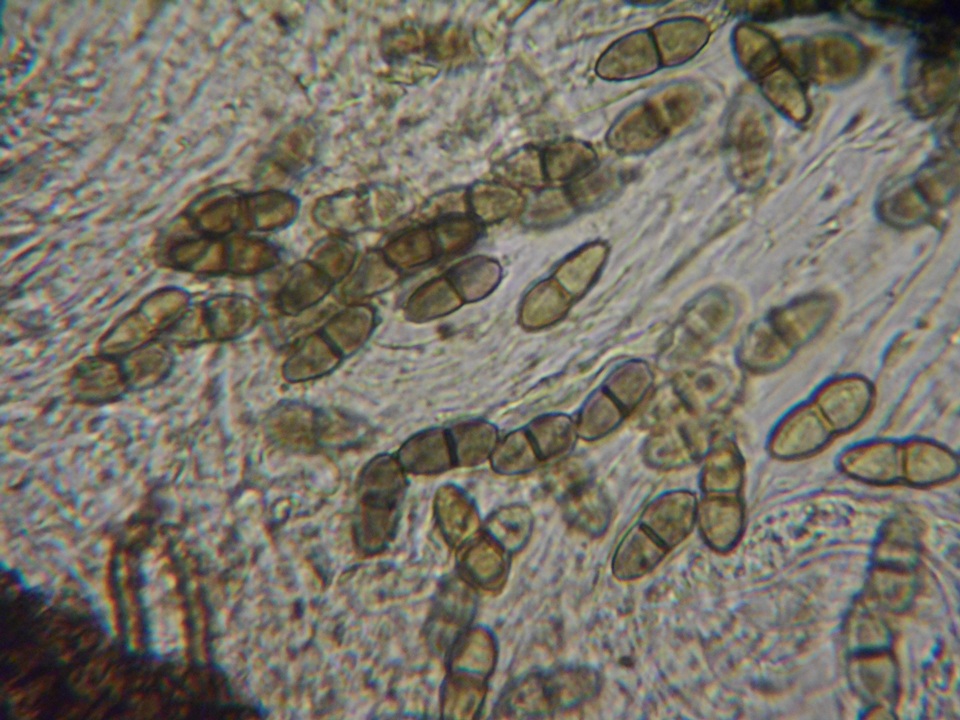 Pezoloma ciliifera image