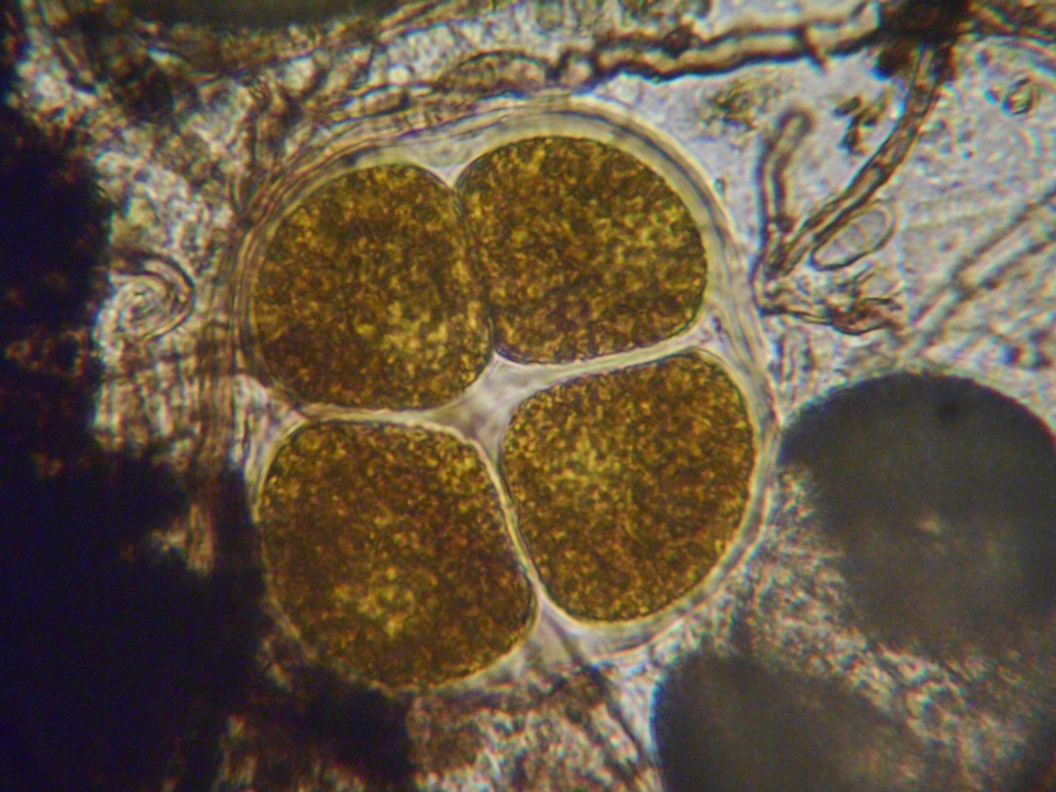 Pezoloma ciliifera image