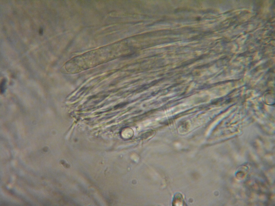 Pezoloma ciliifera image