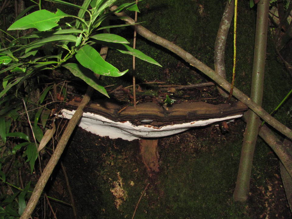 Polyporus annulatus image