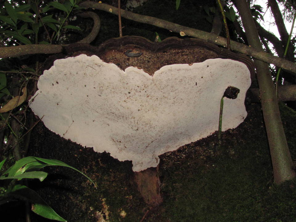 Polyporus annulatus image