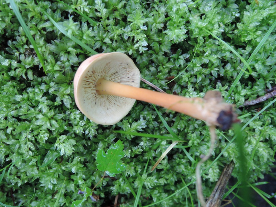 Gymnopus oreadoides image