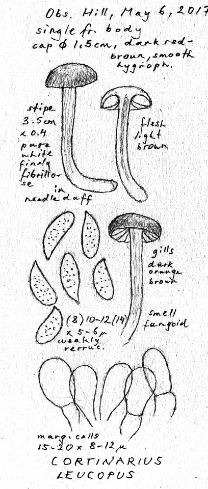 Cortinarius leucopus image