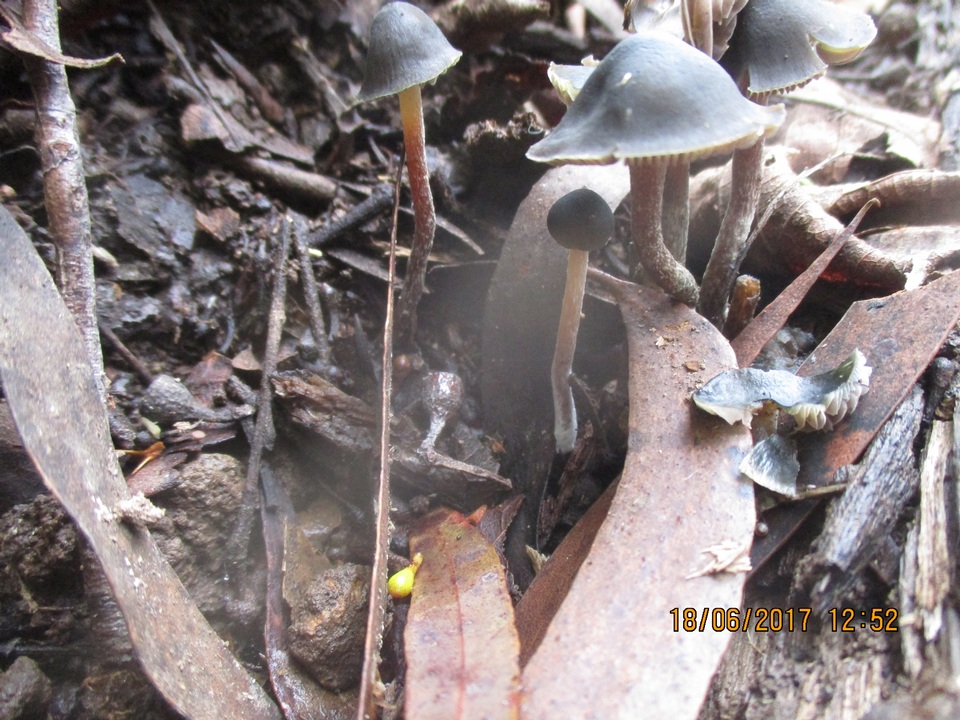 Psilocybe papuana image