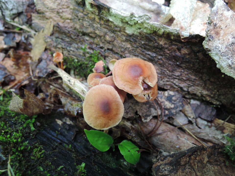 Gymnopus inodorus image