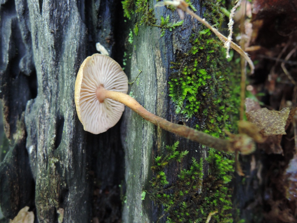 Gymnopus inodorus image