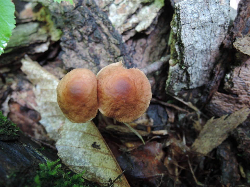 Gymnopus inodorus image