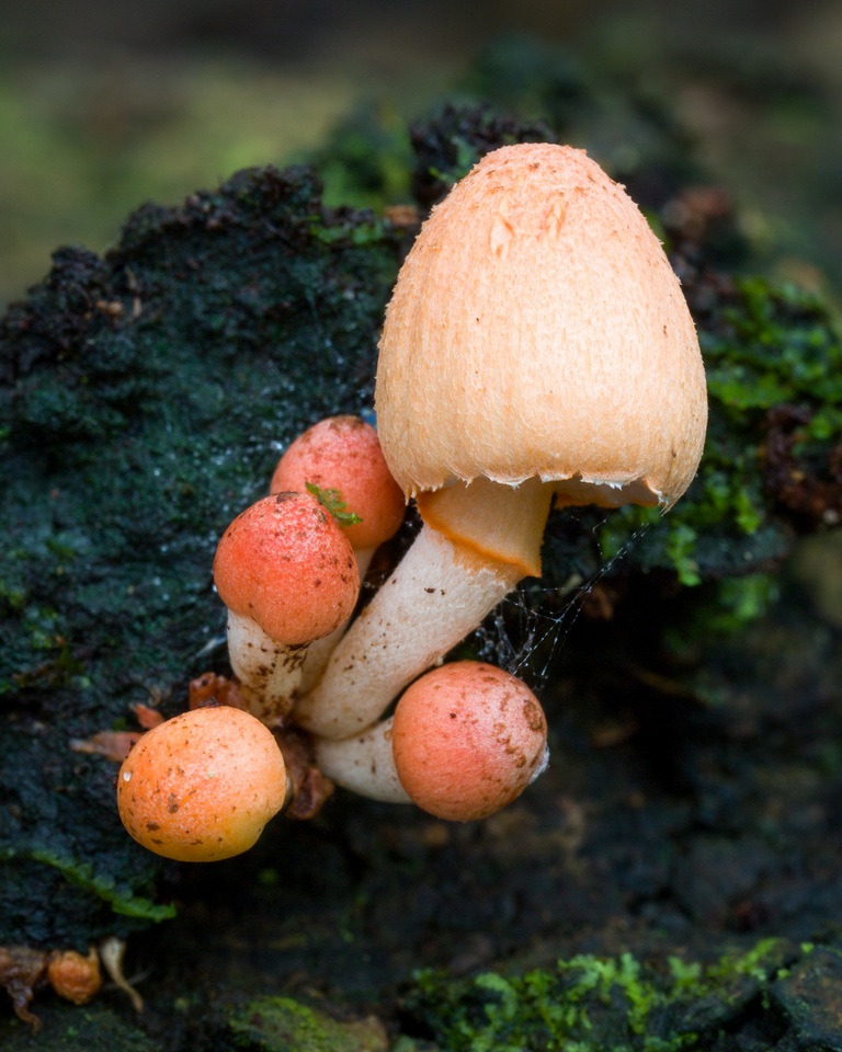 Coprinopsis mexicana image