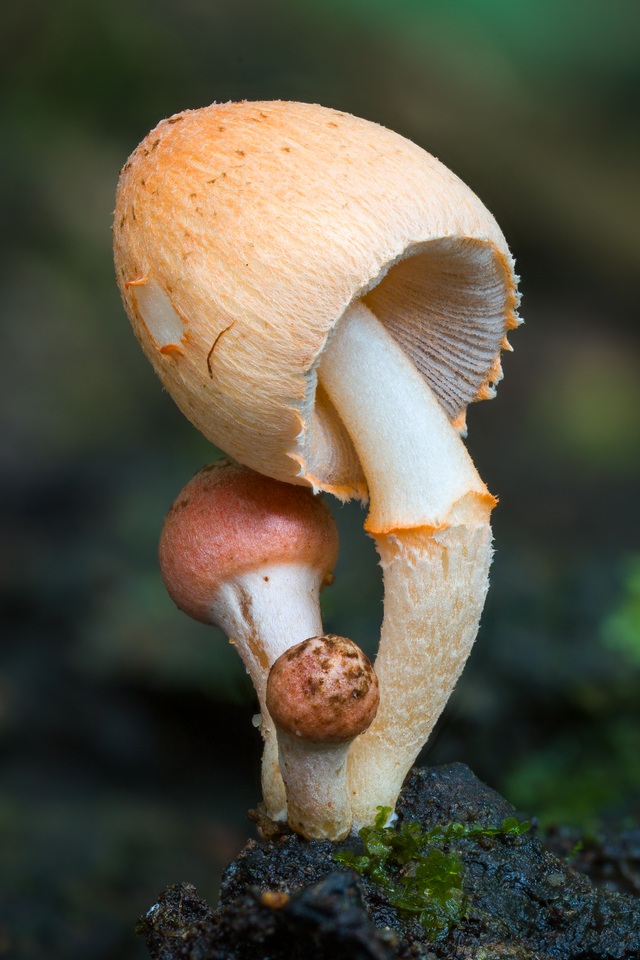 Coprinopsis mexicana image