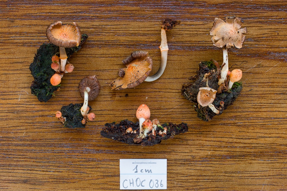 Coprinopsis mexicana image
