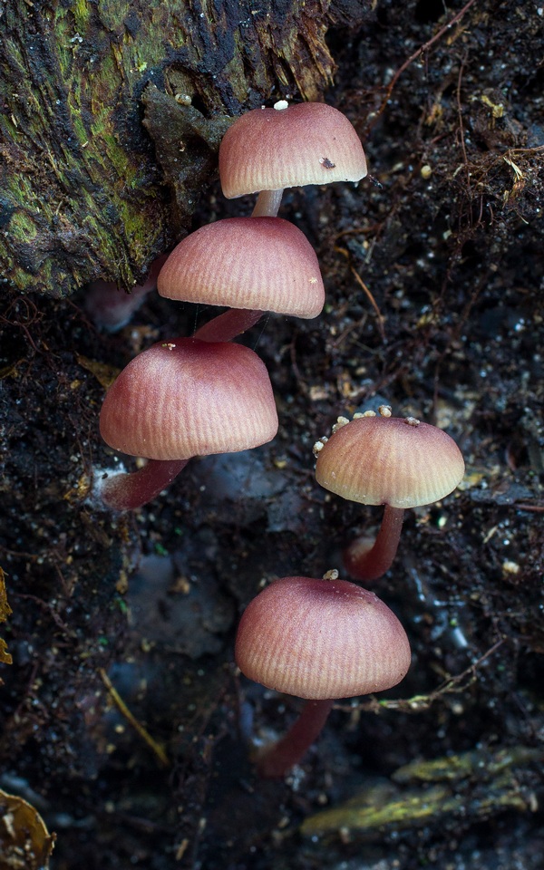 Callistosporium terrigenum image